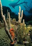 National Geographic by New Creative - Underwater Sea Photo  Garden Impressions Flag