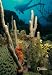 National Geographic by New Creative - Underwater Sea Photo Large Impressions Flag
