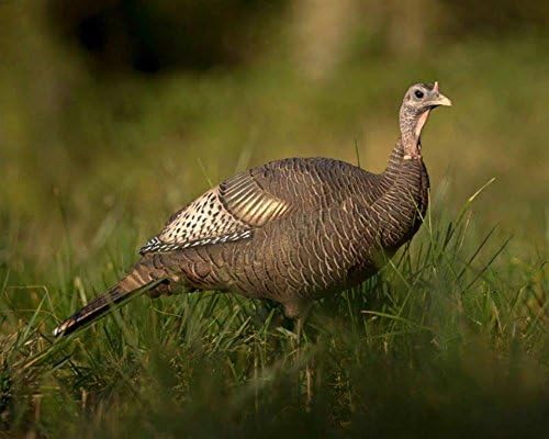 Dave Smith Upright Hen Turkey Decoy