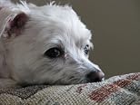 Through the Eyes of Snowball