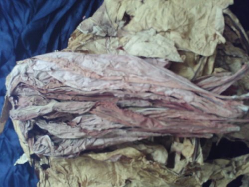 Virginia Gold Tobacco Seed Cigarette Heirloom Non GMO Heirloom