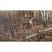(99x164) Great Eight Big Buck Deer Huge Wall Mural Art Print Poster