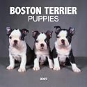 Boston Terrier Puppies 2007 Mini Calendar