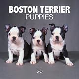Boston Terrier Puppies 2007 Mini Calendar