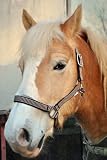 Horseone Nylonhalfter Wildhorse