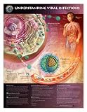 LWW Understanding Viral Infections Anatomical Chart Laminated (In Stock Special)-9775PL1.5