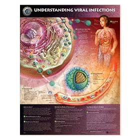 LWW Understanding Viral Infections Anatomical Chart Laminated (In Stock Special)-9775PL1.5