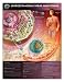 Understanding Viral Infections Anatomical Chart Unmounted-9775PU
