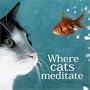 Where Cats Meditate (Gift Book)