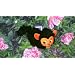 EyePet Bundle