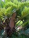 Cardboard Palm 10 Seeds