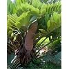 Cardboard Palm 10 Seeds - Zamia furfuracea - Living Fossil