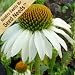 35+ Seeds, Coneflower "White Swan" (Echinacea purpurea) Seeds By Seed Needs