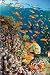 Wasserwelt - Tropische Wasserwelt, Fische Poster (91 x 61cm)