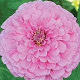 50 Seeds, Dahlia Flowered "Giant Bright Pink" (Zinnia Elegans) Seeds by Seed Needs