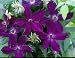 Victor Hugo Evipo007 Clematis