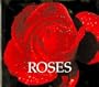Roses (Naturebooks: Plants)
