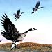 CANADIAN GEESE Waterfowl Goose GIANT 5.5 Inch art decor REFRIDGERATOR MAGNET