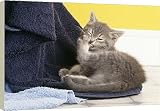 20 Inch Box Canvas (51cm) Cat - kitten cleaning itself. Biting its feet / foot by Ardea