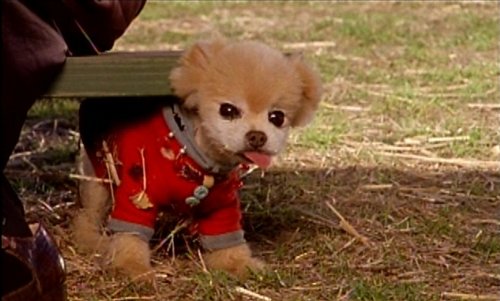 Mr.ウィンクル 世界一かわいい犬の大冒険 [DVD]