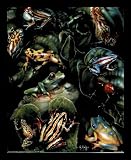 Dan Mcmanis Wild Tropical Frogs Wow Gold Wood-Mounted Art Poster Print - 16