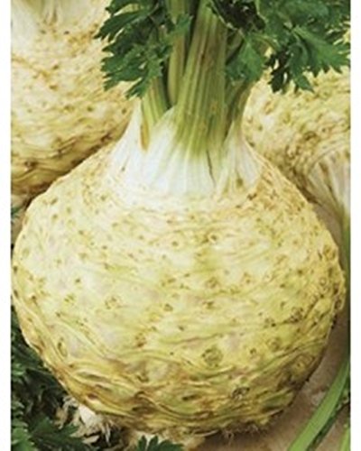Seeds Root Celery Tsilytel-Physican Organic Russian Heirloom Vegetable Seed
