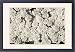 Framed Prints of PPG-1794 Candytuft, Evergreen Candytuft from Ardea Wildlife Pets