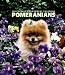 pomeranian32  - Pomeranians 2005 Weekly Engagement Calendar
