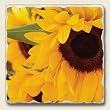 Tumbled tile trivet ~ Yellow Sunflower ~ 7.5 inch square ~ code 552