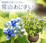 小品盆栽:常山アジサイ(信楽焼)*(じょうざんあじさい)(ディクロア)紫陽花