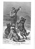 Lydekker Royal Natural History 13 Antique print ESKIMO AND HIS DOGS