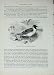 Cassell'S Birds C1870 Sea-Fliers Laughing Gull Bird