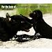 labrador17  - For the Love of Chocolate Labrador Retrievers 2010