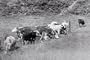 WWII Agricultural Propaganda: Home on the Range DVD (1942)