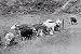 Search : WWII Agricultural Propaganda: Home on the Range DVD (1942)