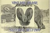 8" x 6" (20cm x 15cm) Art Paper Mounted Print Vintage Natural History Image Head of Indian False Vampire Bat
