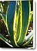 Backlit Agave Americana Canvas Print / Canvas Art - Artist Amy Vangsgard