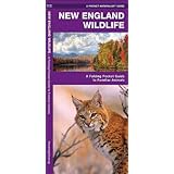 new england wildlife a folding pocket guide to familiar species pocket naturalist guide series