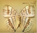 White Moth