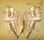 White Moth