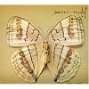 White Moth White Moth