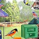 Songbird Magnet Bird Caller