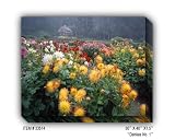 DAHLIAS NO.1 - Gallery Wrapped, Stretched Canvas Photograph