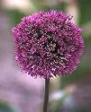 Purple Sensation Allium aflatuense 10 Bulbs - Deer Proof
