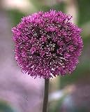 Purple Sensation Allium aflatuense 8 Bulbs- Deer Proof