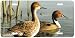Pintails - Ducks - Wildlife Art Print - License Plate Tag By Hautman Brothers From Ai...