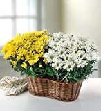 Two Blooming Plants In A Basket