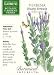 Verbena Hoary Vervain Botanic Gardens Series Seeds 100 Seeds
