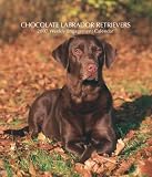 Chocolate Labrador Retrievers 2007 Weekly Calendar
