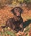 Chocolate Labrador Retrievers 2007 Weekly Calendar